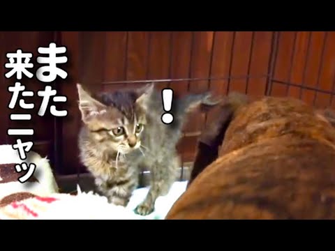 【ついに！激おこ子猫の家に侵入しちゃったワンコ】@taipi 【切り抜き】