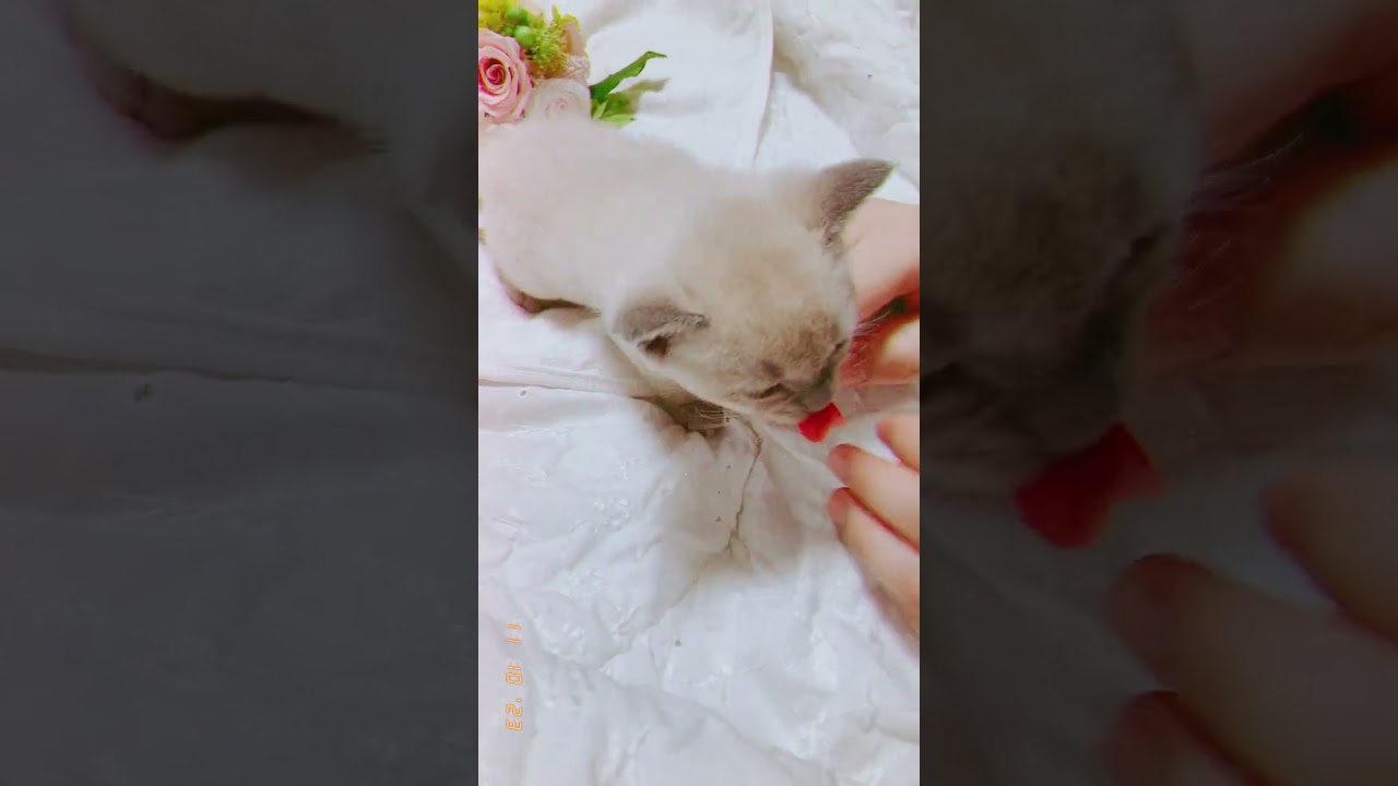 トンキニーズ 珍しい猫種のトンキニーズ ブルー