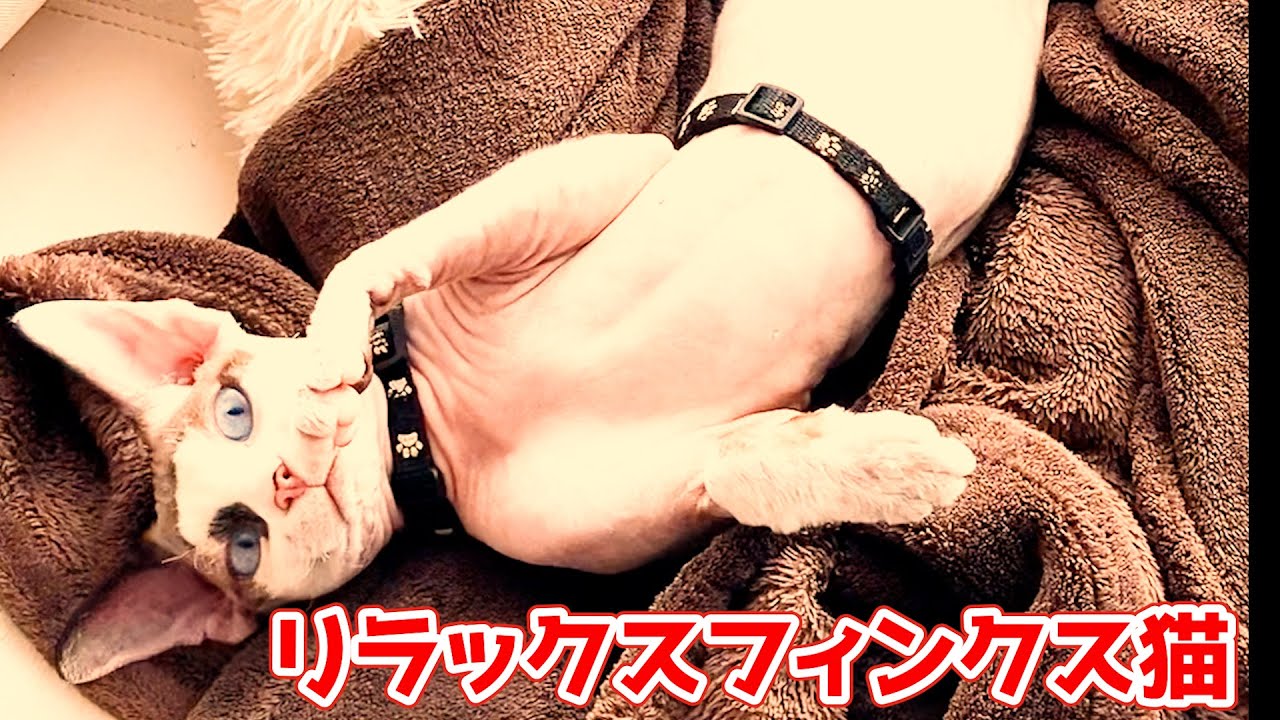 161:お腹を見せて寛ぐスフィンクス猫