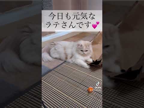 ぬいぐるみみたいな猫のラテさんです