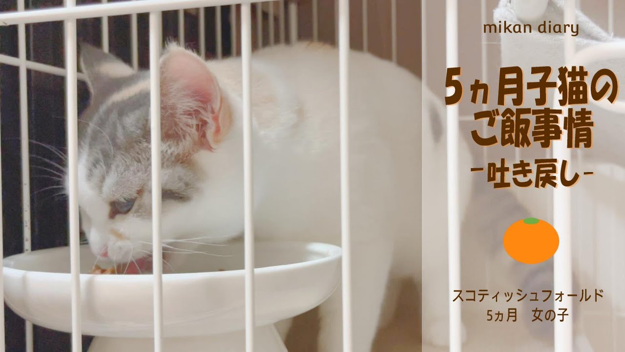 【スコティッシュフォールド】5ヵ月子猫のご飯事情　吐き戻しどうしよう
