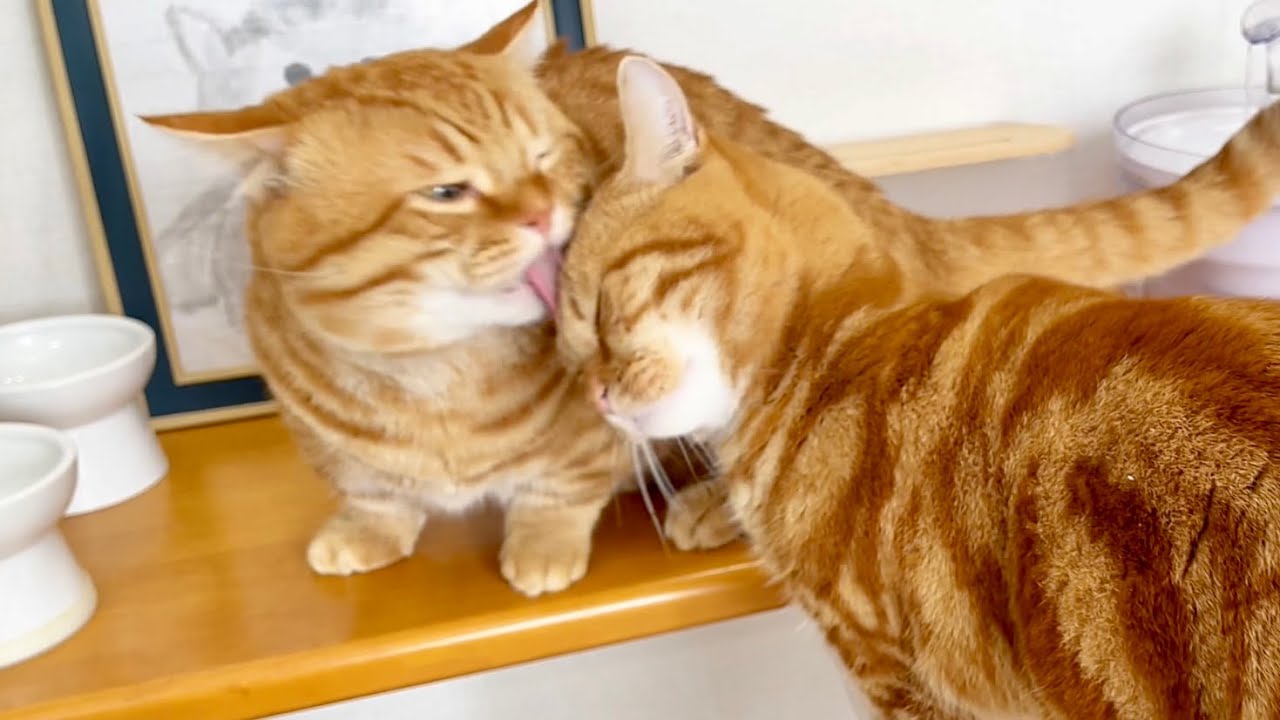 弟の頭突きをキスで受け止める兄猫の愛 #猫 #マンチカン