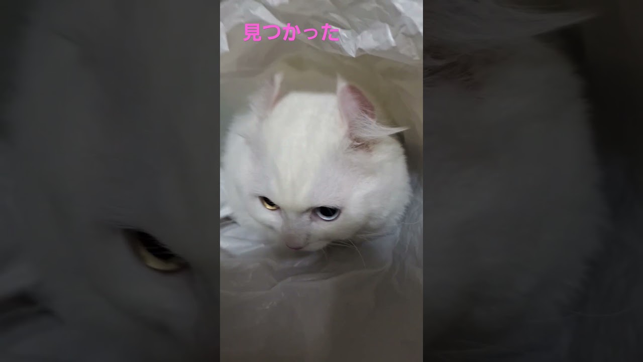 【オッドアイ幸せを呼ぶ猫】袋大好きラビちゃん#猫はcat#白猫#キンカロー#shorts