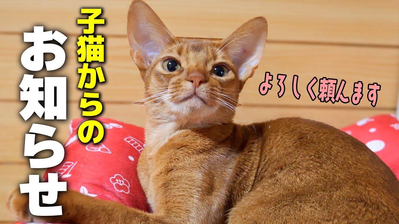 実家の新入り子猫から皆様に大事なお知らせがあるそうです。