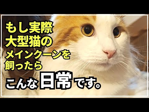 初めての猫お迎えから2年、アラフォー家族と大型猫のリアルな日常です【メインクーン】