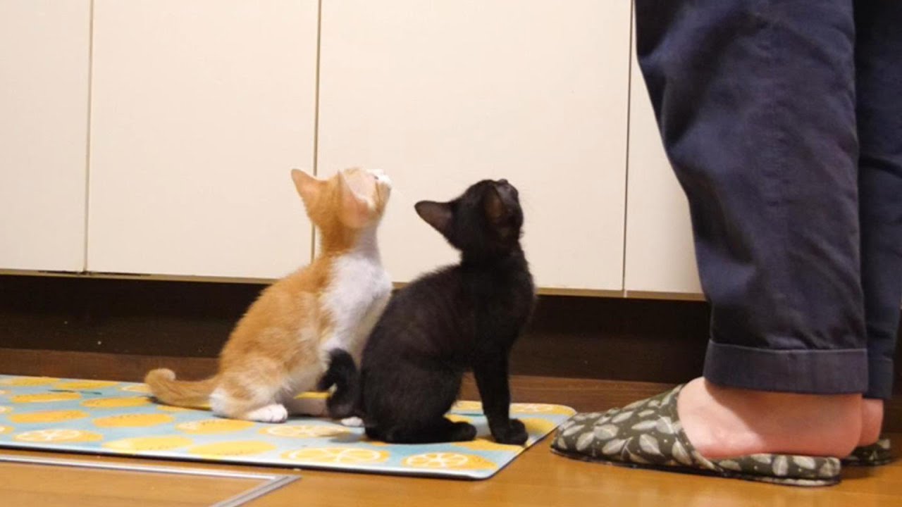 ニャーニャーと鳴きながら仲良くご飯を待つ子猫【赤ちゃん猫　保護猫】