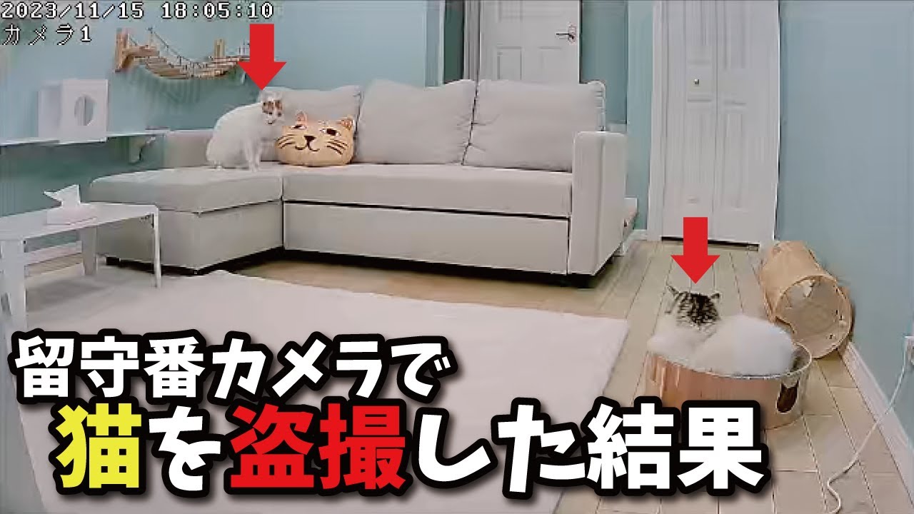 2日間家を空けた時の猫たちの様子がこちら…【関西弁でしゃべる猫】【猫アテレコ】