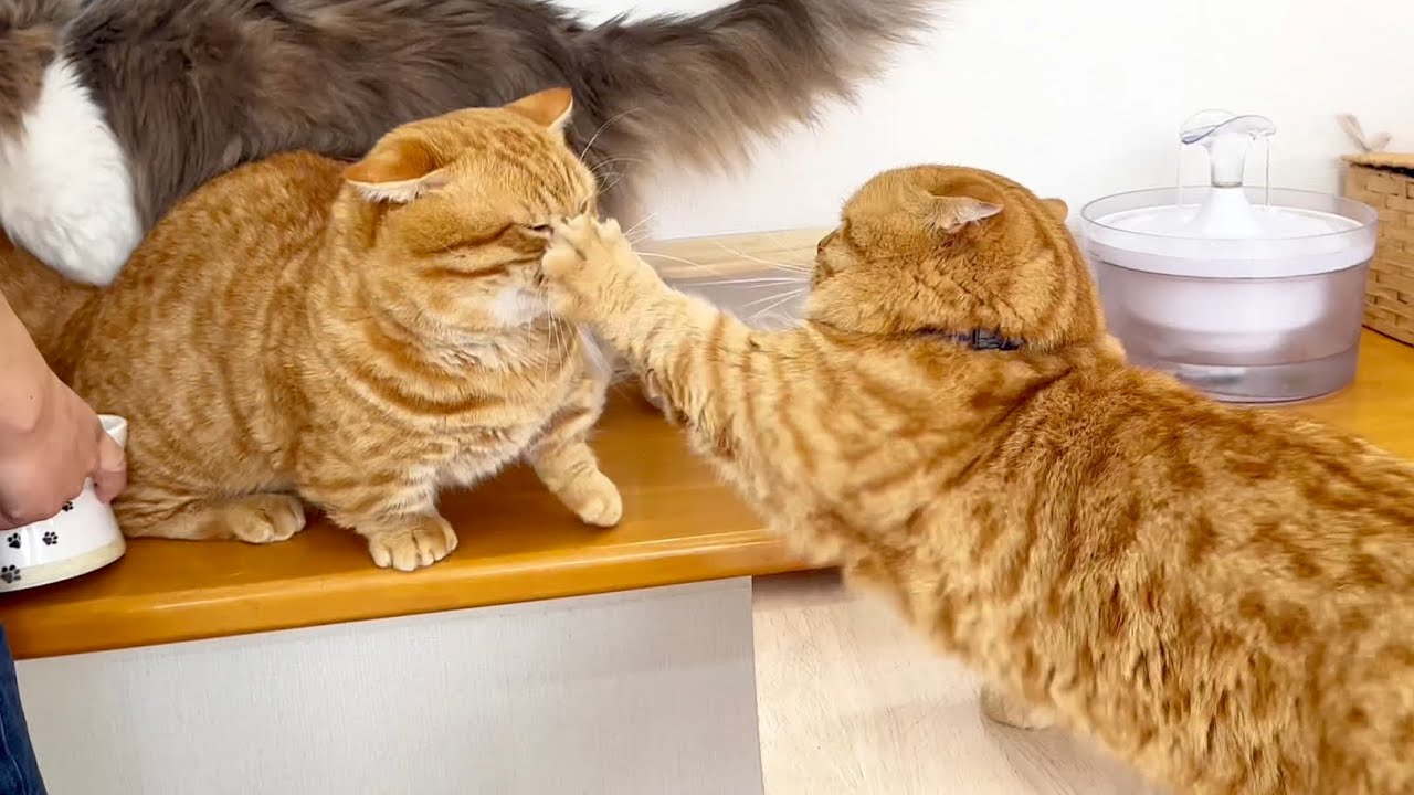 『うぬの拳は見切った！！』 #猫 #マンチカン