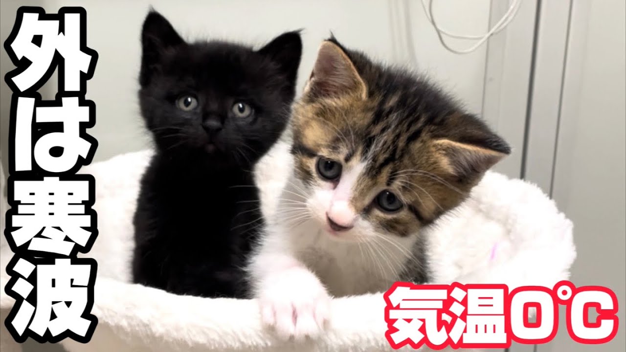 大寒波襲来の前に保護出来て良かった…暖かいお部屋で寛ぐ幸せな子猫と母猫