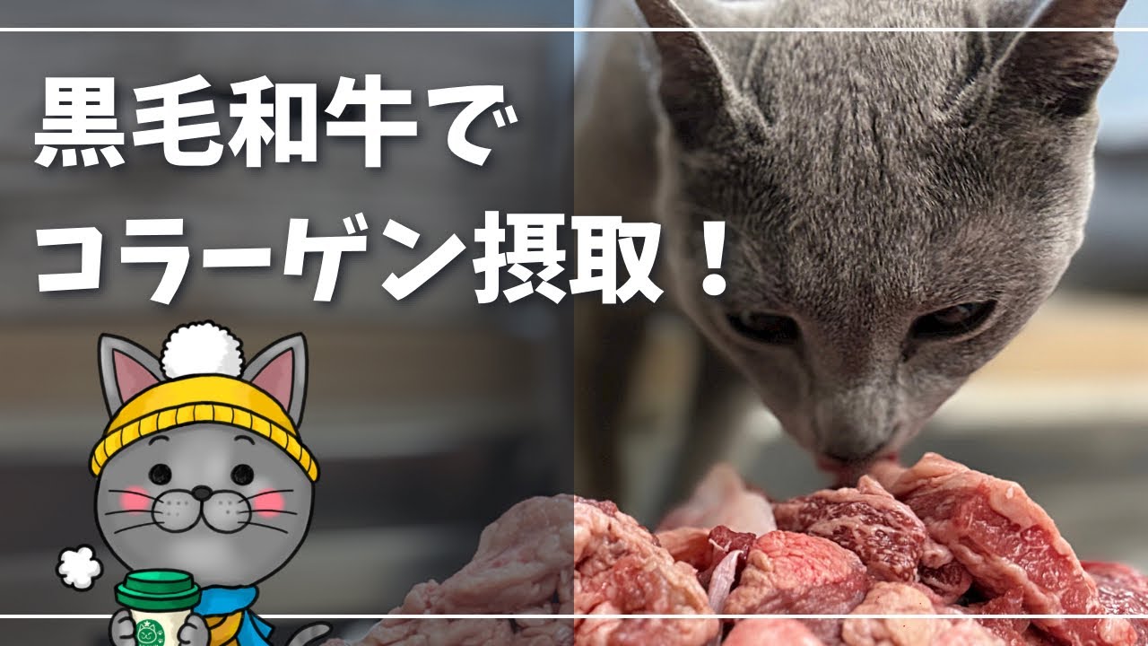 猫さんにとってもコラーゲンは大切な成分です【ロシアンブルー】