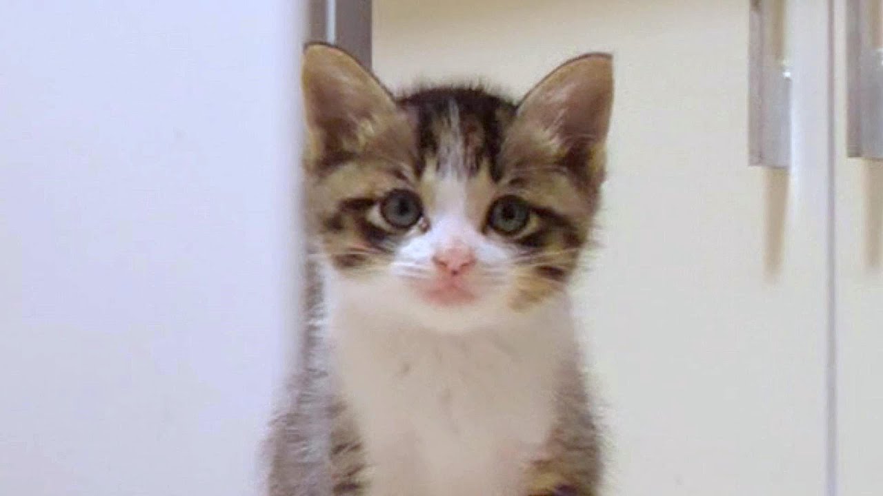 ごはんの支度をしていたら子猫が登ってきちゃいます【赤ちゃん猫　保護猫】