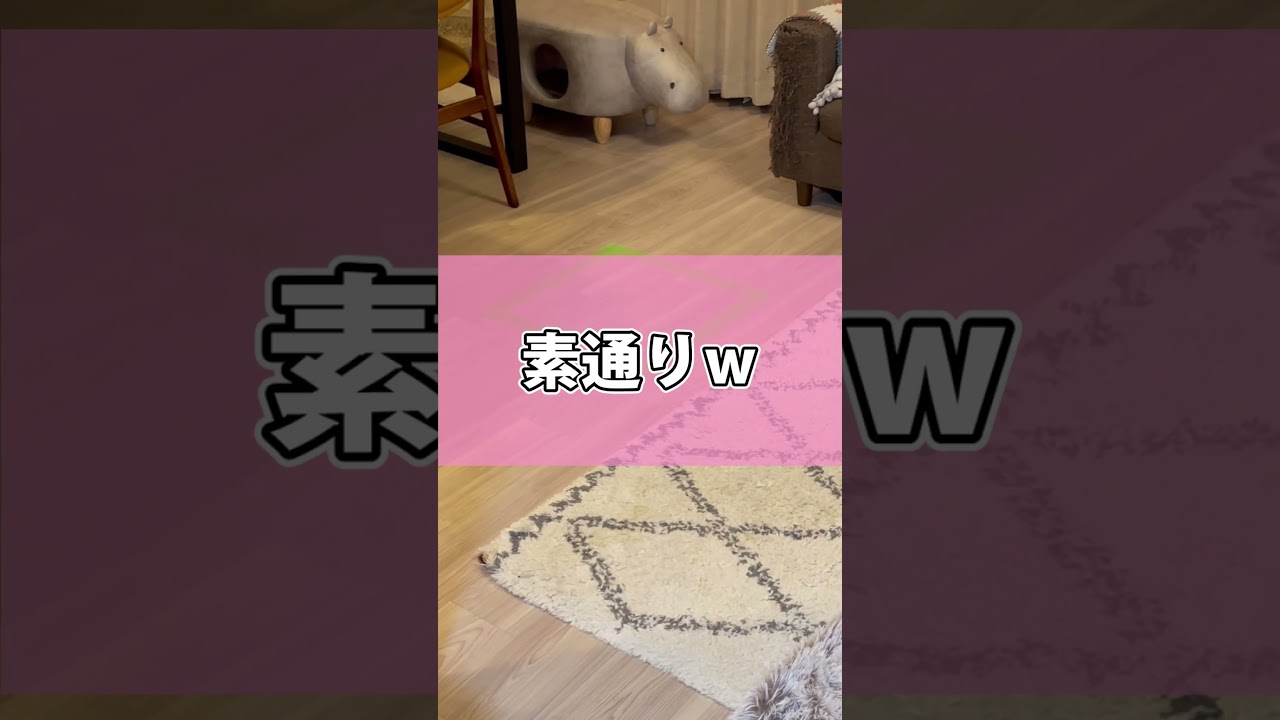 テープで囲いを作ったら猫さんは入る？入らない？ #shorts #猫 #アビシニアン