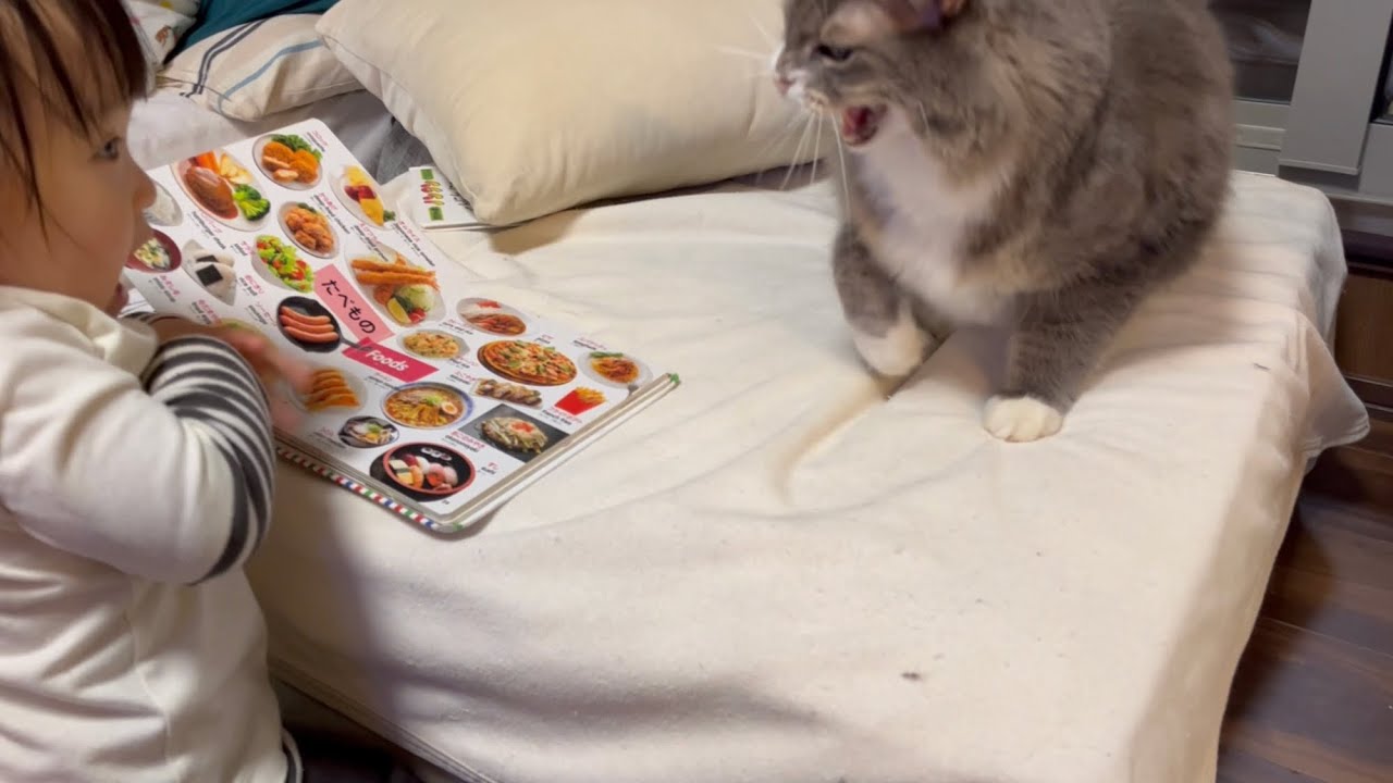 二歳児に本気の怒りを見せる猫　ノルウェージャンフォレストキャット　Cat getting really angry at a child