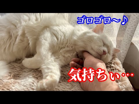 窓際が好きなオッドアイ先住猫とマンチカン子猫
