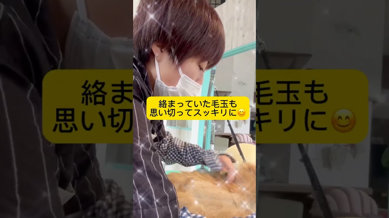 ペルシャ猫の金時豆ちゃん♪トリミングのご来店♥#shorts