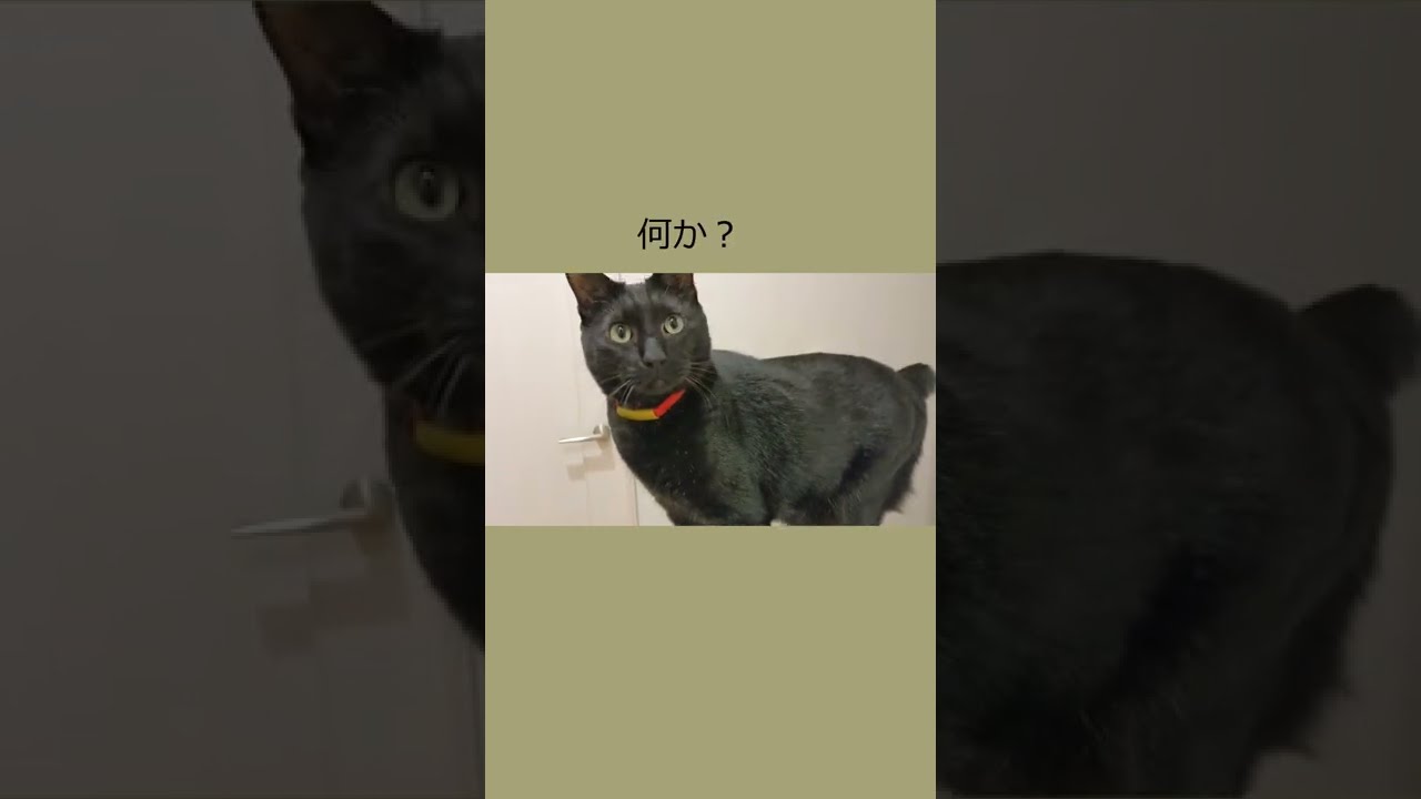 【保護猫】ボブテイル黒猫とオッドアイ白猫！イタズラしたい！！ #Shorts