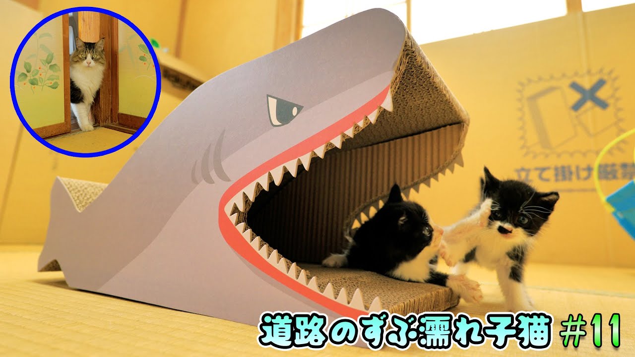 プレゼントした鮫の爪砥ぎに大喜びな子猫たち♪しかし突然ボス吉が現れ‥【道路のずぶ濡れ子猫 #11】