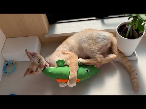 デボンレックス兄がワニさんおもちゃで遊んでいます(Devon Rex cat playing vigorously with an alligator-shaped toy)