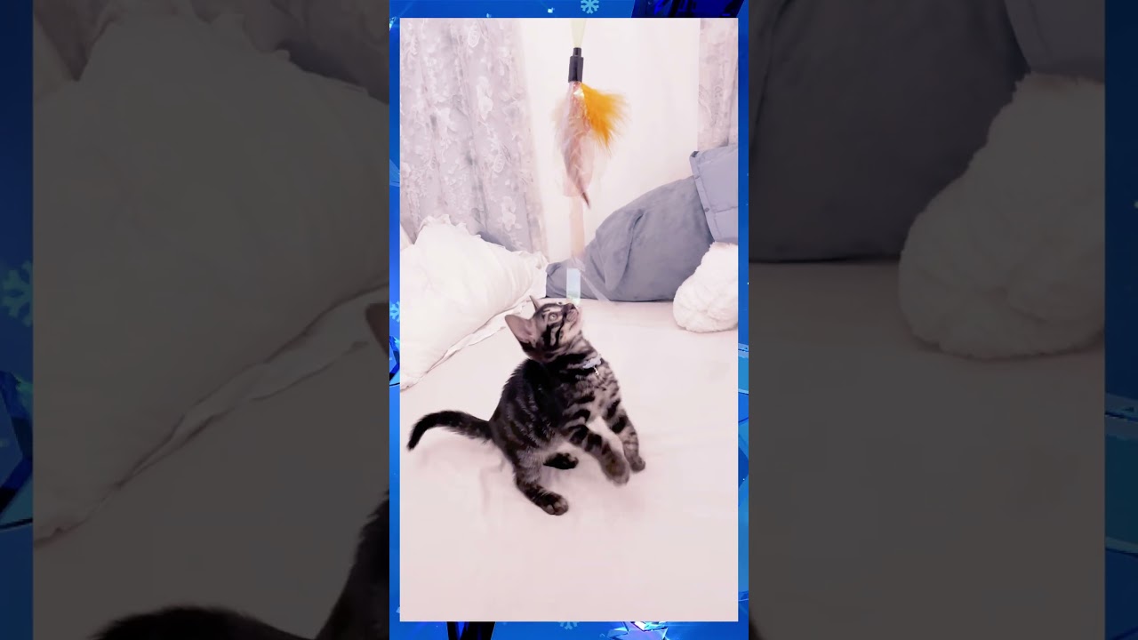 生後60日子猫の遊び方 #ベンガル #子猫  #猫 #cat #shorts
