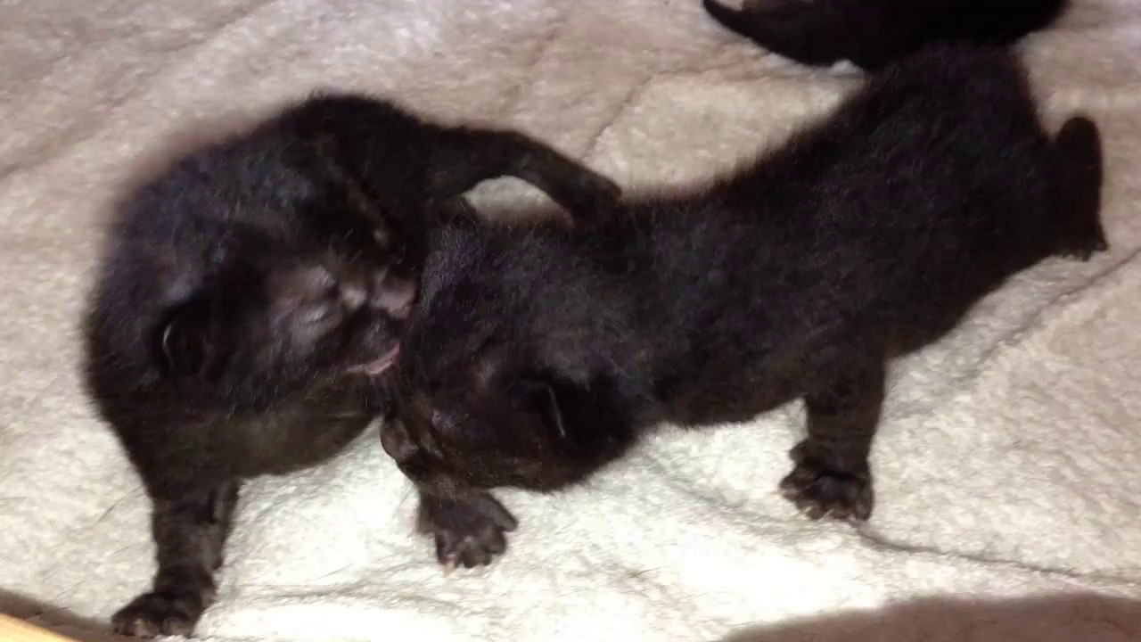 ボンベイ 赤ちゃん ヨッチヨッチ 産まれたて映像 Bombaycat catbaby