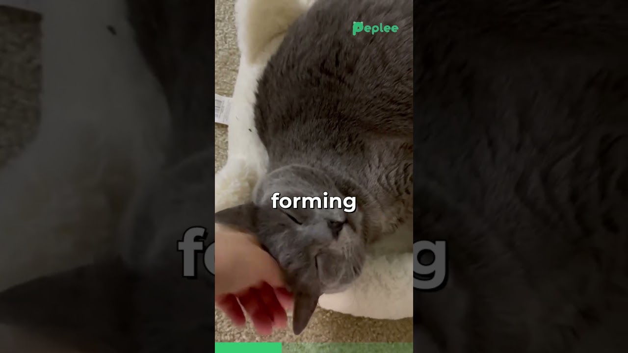 Meet The Korat Cat !