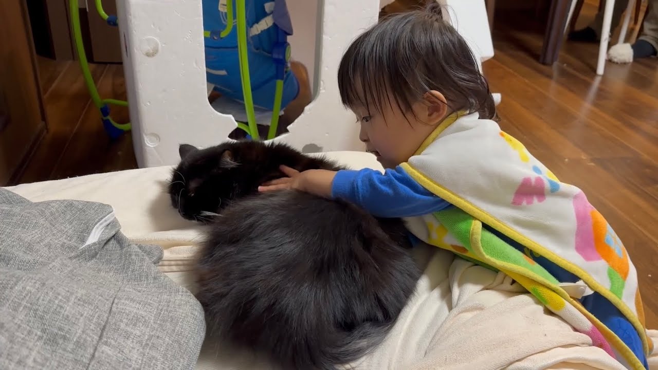 子供から可愛がられる猫　ラガマフィンA cat loved by children. Ragamuffin