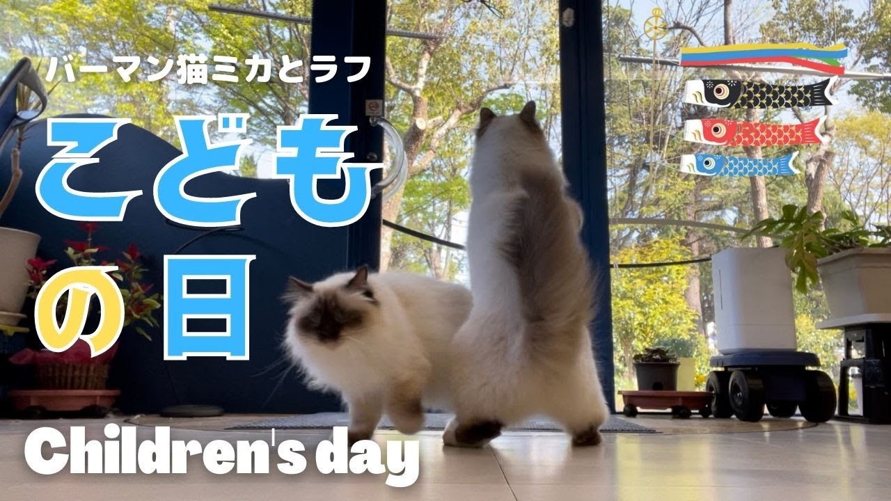バーマン猫たちと遊ぼう【こどもの日】Children's day（バーマン猫） Birman/Cat