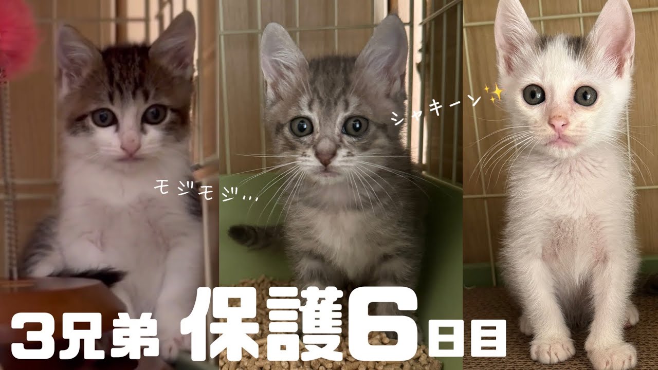 [子猫]保護して6日目、シャキーン✨猫風邪も吹っ飛んだ！どんどん可愛くなる個性豊かな3兄弟♡
