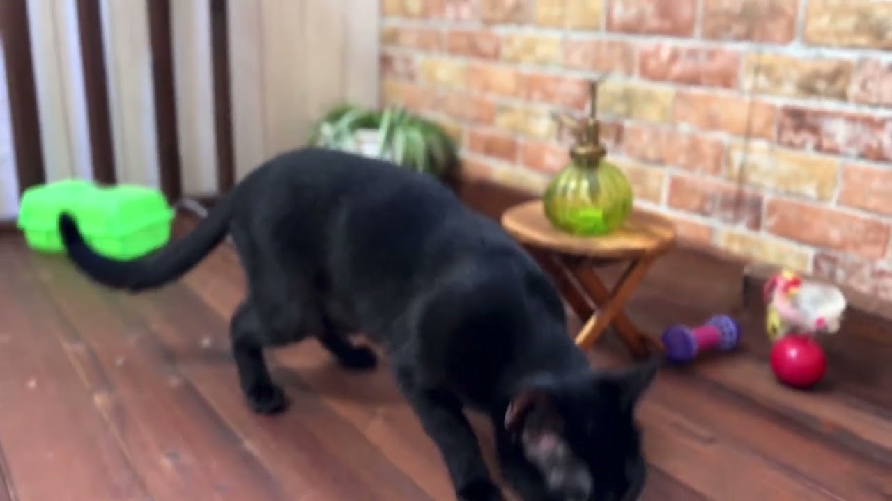 【ナナハチ’s ROOM】ボンベイ⭐️ドラゴン🐉ロードくん　20231104