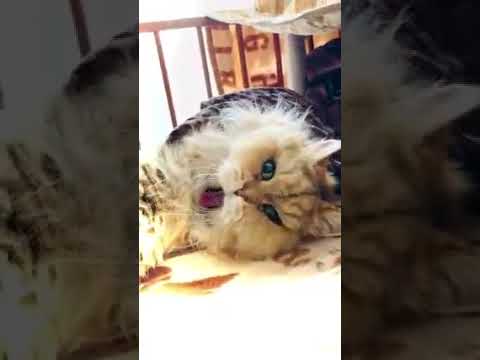 #保護猫　#チンチラ保護猫　#ターキッシュバン保護猫