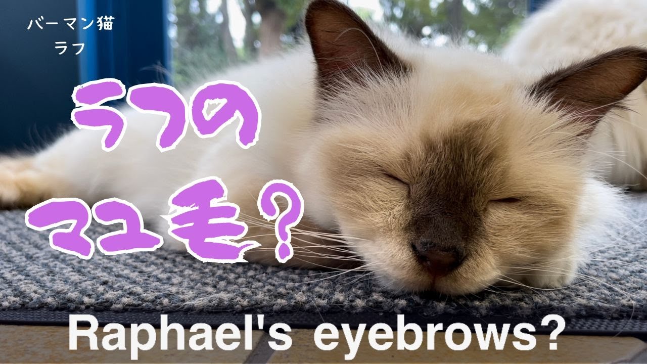 バーマン猫ラフ【ラフのマユ毛？】Raphael's eyebrows?（バーマン猫）Birman/Cat