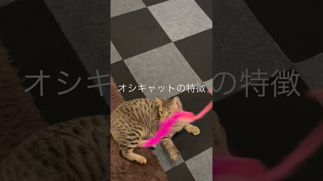 オシキャットのカワイイ特徴 #Shorts #猫 #cat #ペット #pet