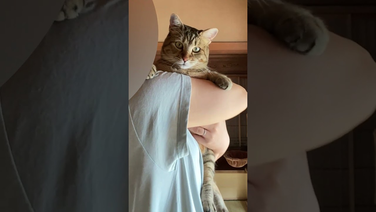 分離不安で鳴く元野良猫を抱っこであやすとこうなる #shorts  #野良猫 #元野良猫