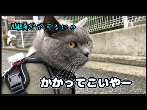 見えない敵に怒りを表すねこ #ブリティッシュショートヘアー #catvideos #British short hair