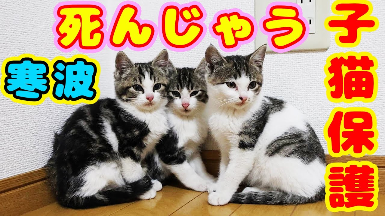 【子猫 保護】海辺にいた３匹の子猫 寒さに耐え弱ってました ボランティアさん１人で３匹同時に緊急保護