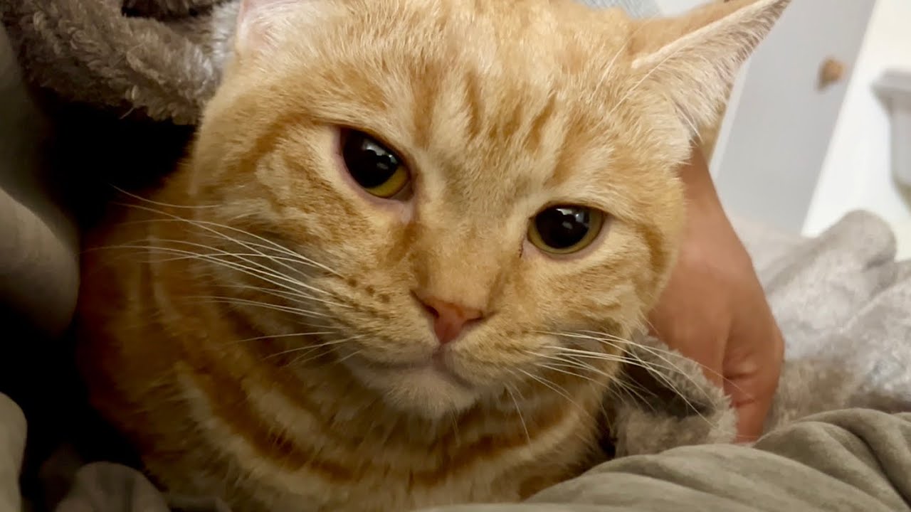 パパの毛布の中に潜り込んで寝てた猫ちゃーぼー #猫 #マンチカン