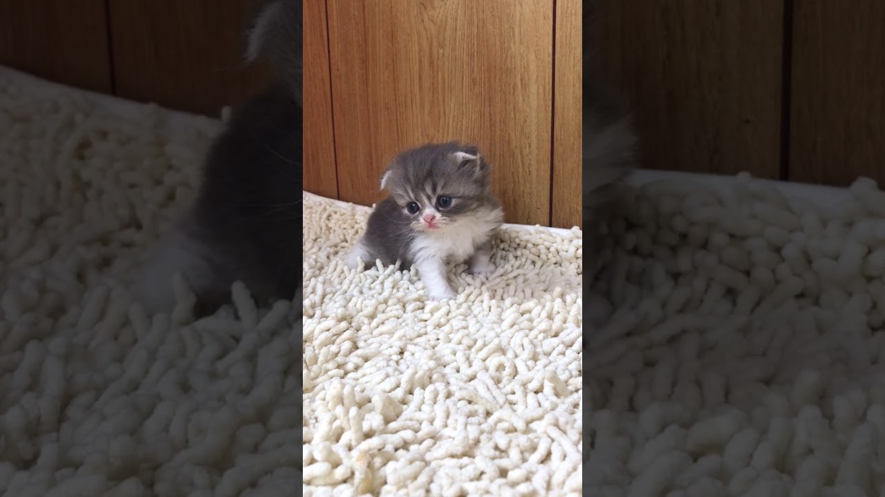 ブルータビーホワイト男の子