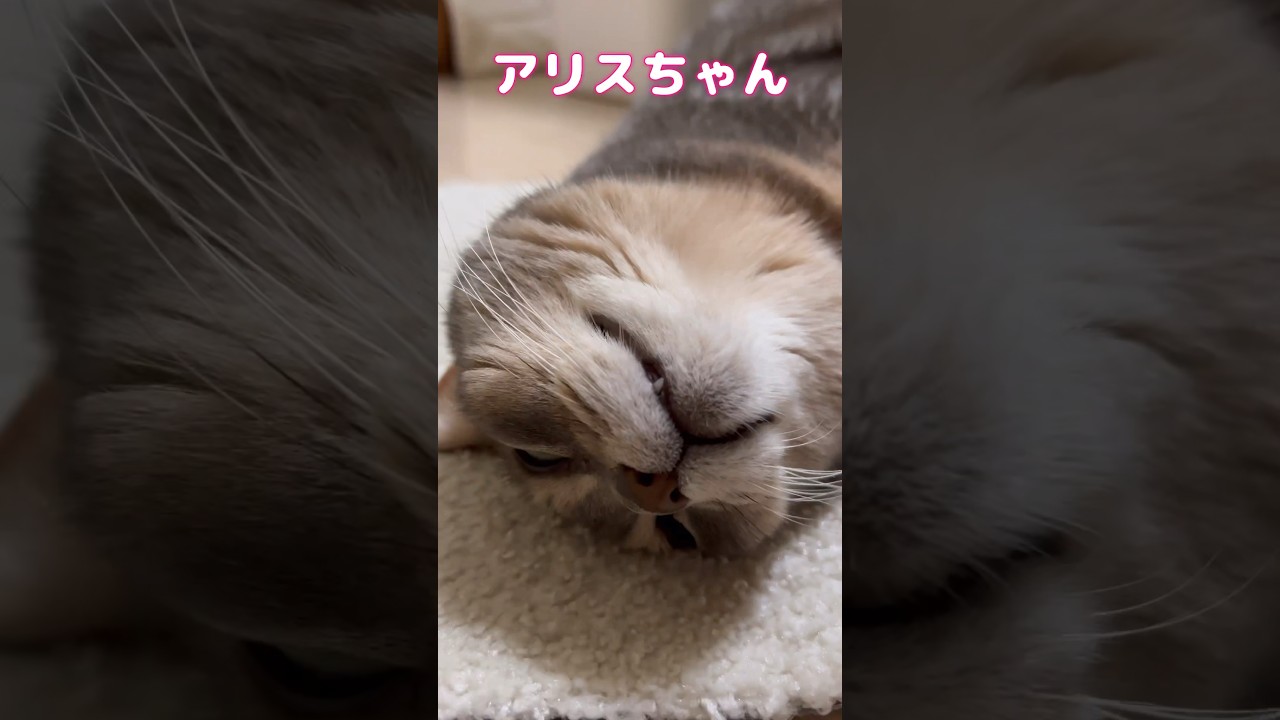 打ち上げられた猫 #shorts #cat #アビシニアン #猫動画