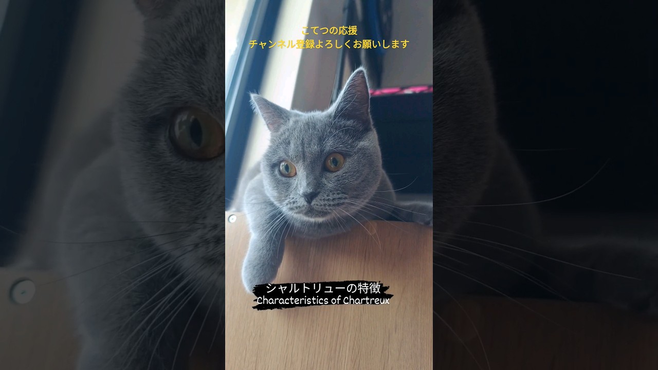 シャルトリューの特徴(Characteristics of Chartreux)