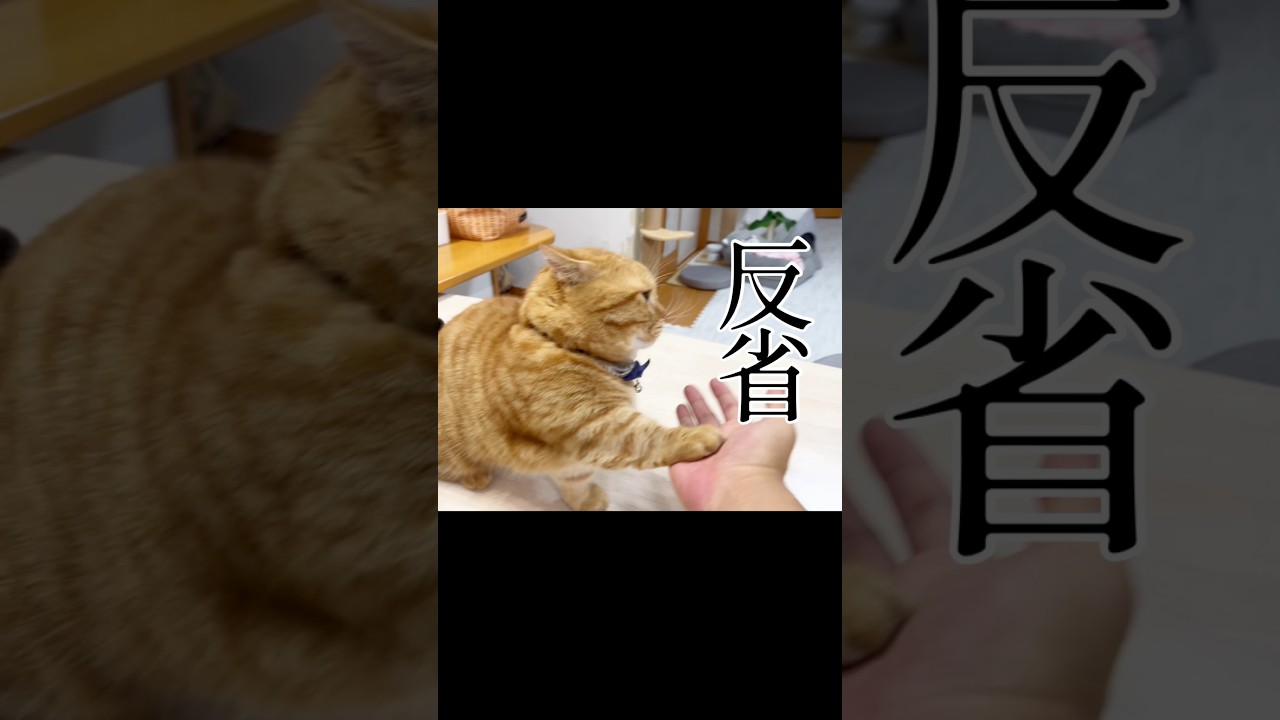 反省する猫。 #猫 #マンチカン #shorts