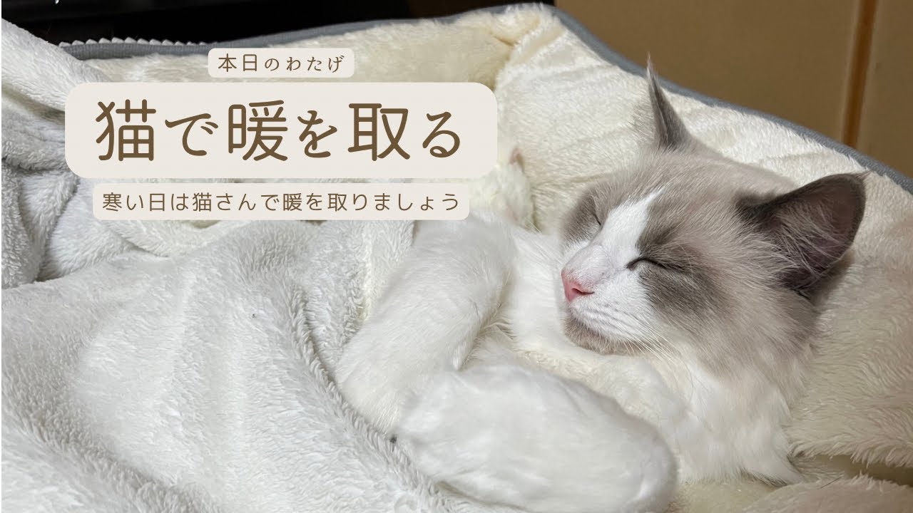 【ラグドールのわたげ】寒くなってきたので猫で暖をとる