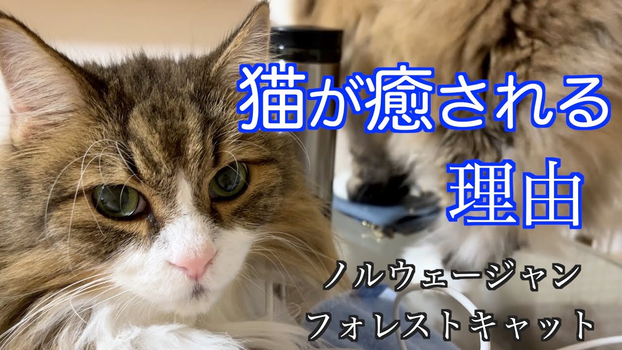 猫が癒される理由★そんな猫が好き【ノルウェージャンフォレストキャット】
