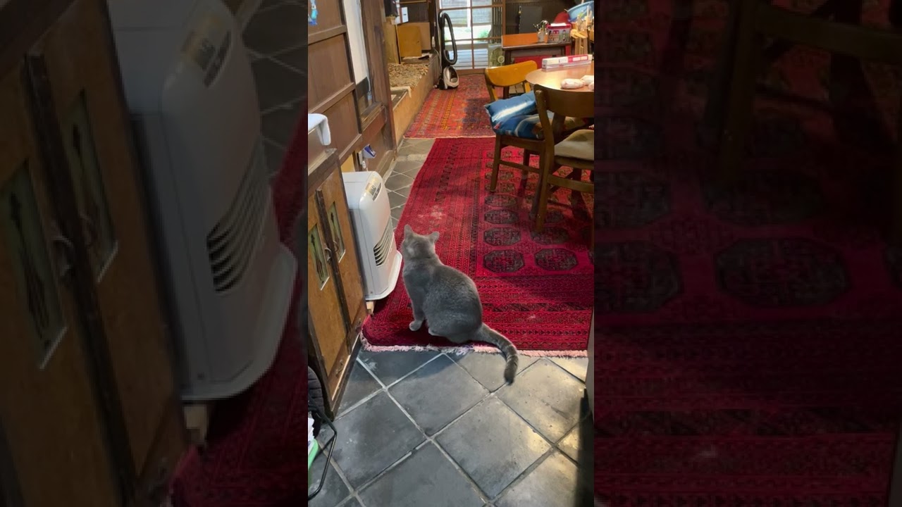 #風の猫　食べたい台の前に座り..　おばあちゃんが何か言うのを待ってるのに..　何も言わないので..　言ってょ～！　オヤツ食べる？とか..　煮干し食べる？とか..　と、擦り寄る猫…　#shorts