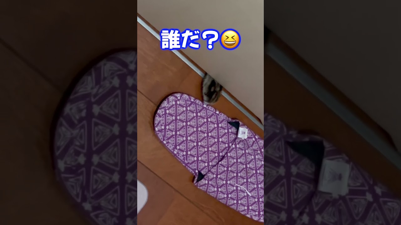 突然手が出てくる恐怖なトイレ　＃shorts、#保護猫 、#シャムmix、 #cat 、#シャムトラミックス、  #funny、