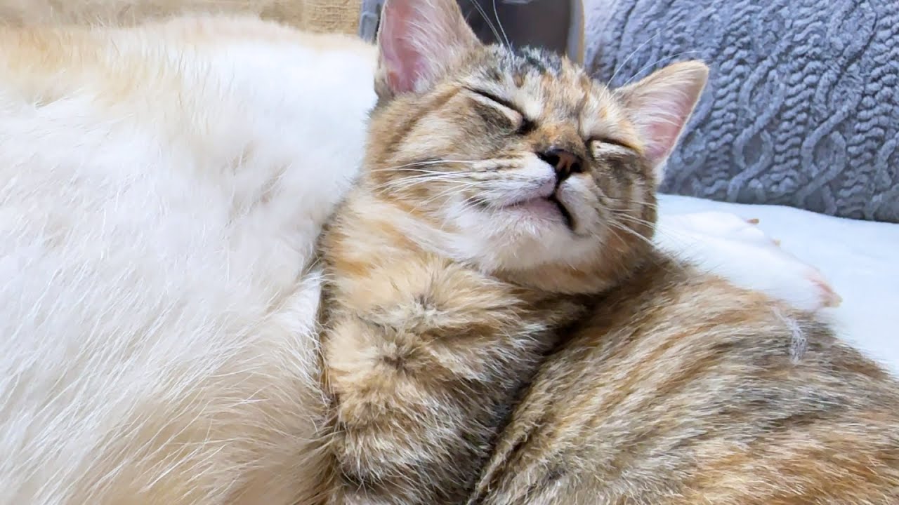 柴犬をほんとの母猫ように接する子猫が可愛すぎます…