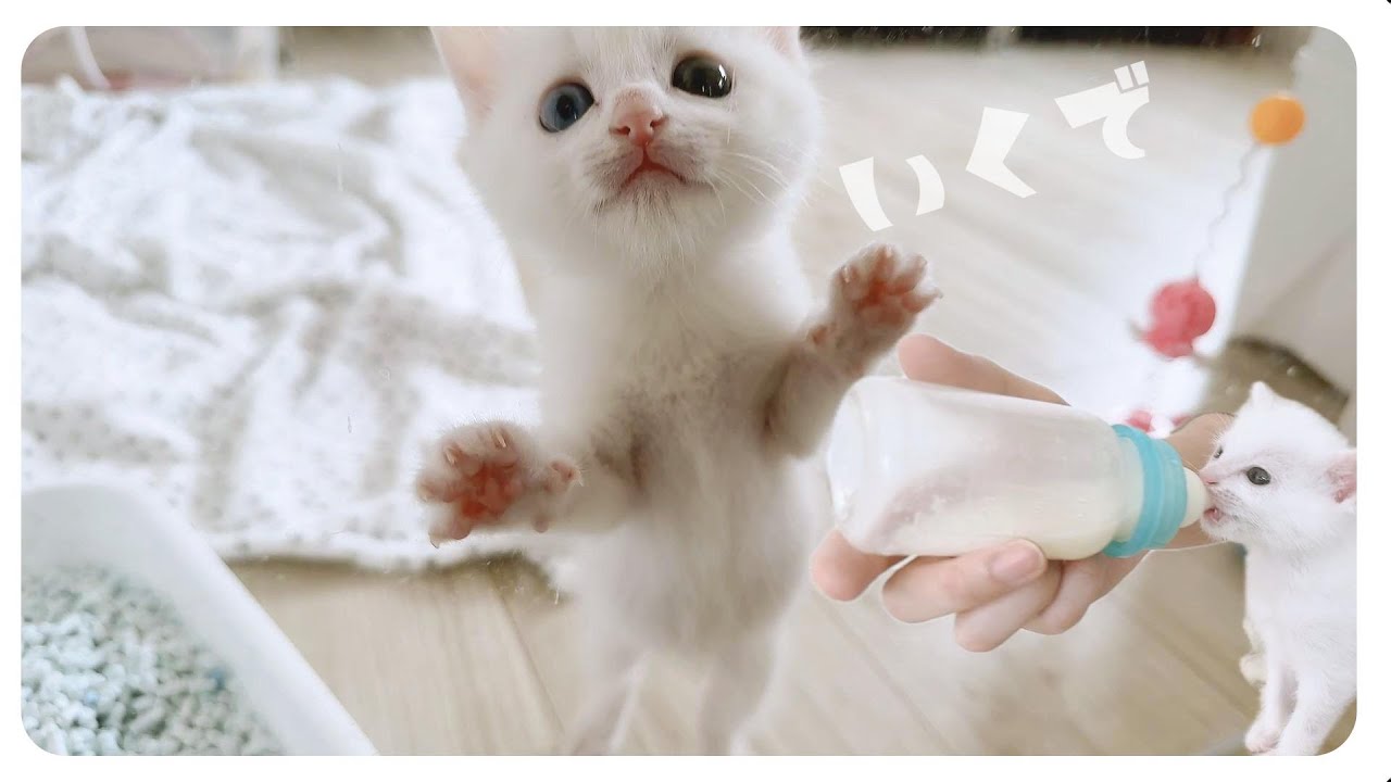 【子猫のお引越し】「ゴクゴクゴク」ミルクがぶ飲み★ケージ建てワンルーム広々庭・トイレ付【保護猫生活24日目2】