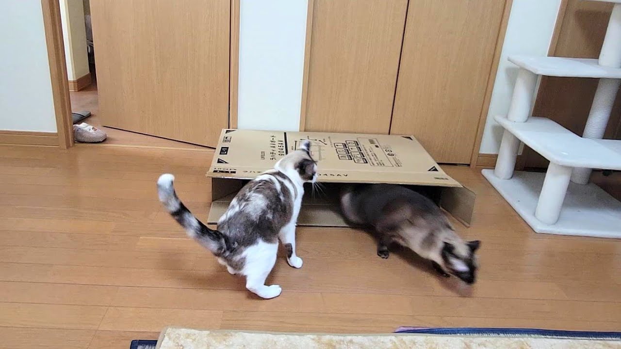 箱の中へ入ったシャム猫がペポ🐈に脅された結果🤭