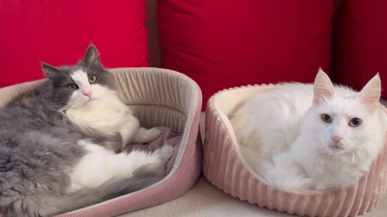 【流行】寒くなってきてベッドを取り合うターキッシュアンゴラとノルウェージャンフォレストキャットwww