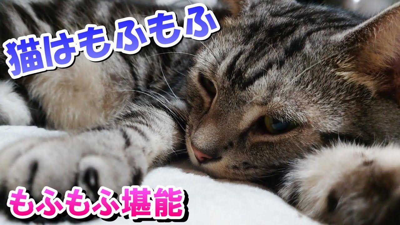 猫はもふもふいいかほり！癒しの猫　（アメリカンショートヘア）