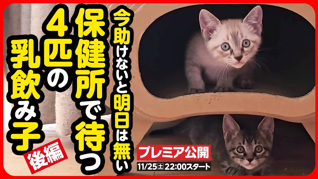 【子猫 保護】生きることが当たり前ではなかった命。人の温もりを知ってほしい【後編】